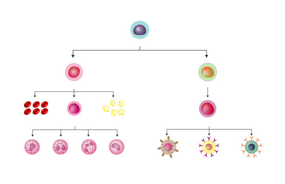 Hematopoiesis, stem cell, common myeloid and lymphoid progenitor cells, myeloblast, lymphoblast, red blood cells, platelets, Basophil, neutrophil, eosinophil, monocyte, NK cell, T and B lymphocytes.