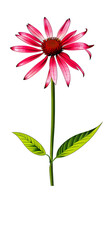Illustration of Echinacea purpurea generative ai. A classic North American prairie plant with showy large flowers.