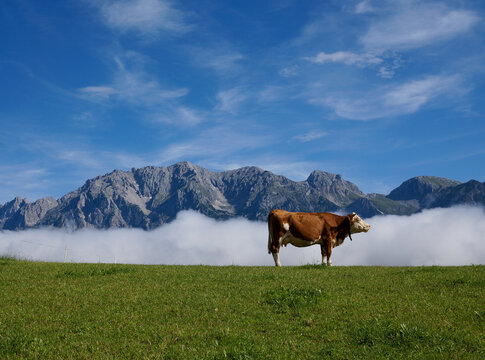 Idyllic alp scenery: brown and white cow on green meadow with steep mountains and wonderful clear blue sky in the background