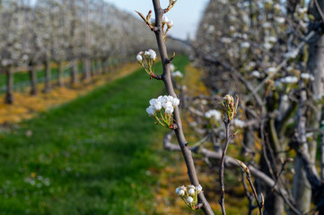 Organic farming in Netherlands, rows of blossoming pear trees on fruit orchards in Zeeland