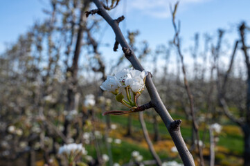 Organic farming in Netherlands, rows of blossoming pear trees on fruit orchards in Zeeland