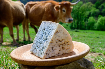 Cabrales artisan blue cheese made by rural dairy farmers in Asturias, Spain from unpasteurized...