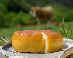 Spanish smoked cheese from Pria, made by rural dairy farmers in Asturias, Spain from pasteurized...
