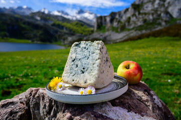 Cabrales blue cheese made by rural dairy farmers in Asturias, Spain from cow’s or blended with...
