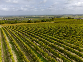 Harvest time in Cognac white wine region, Charente, vineyards with rows of ripe ready to harvest ugni blanc grape uses for Cognac strong spirits distillation, France