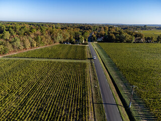 Aerial view on left bank of Gironde Estuary with green vineyards with red Cabernet Sauvignon grape...