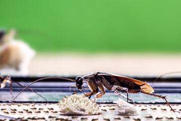 American cockroach eating crumbs on the dirty floor with lots of ants around, health problems, pest control