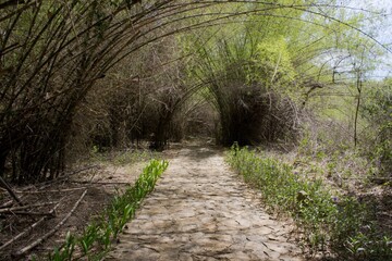 footpath in the forest