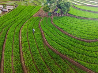 Beautiful morning view indonesia Panorama Landscape paddy fields with beauty color and sky natural light