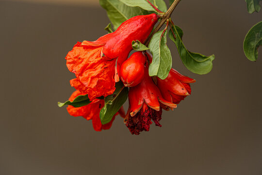 pomegranate red flower