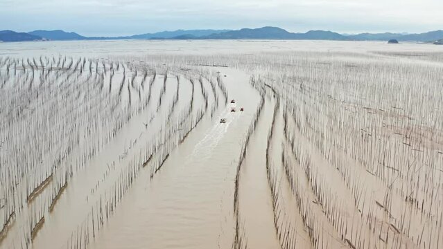 Aerial shot of fishermen in their boats heading out to sea in the early morning on the coast of Xiapu County in China. The bamboo poles are for drying seaweed.