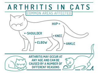 Arthritis, osteoarthritis in cats. Widespread feline disease. - obrazy, fototapety, plakaty