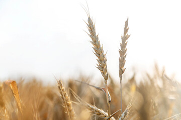 Ears of wheat in the field. Grain cultivation and bread production. Close-up.