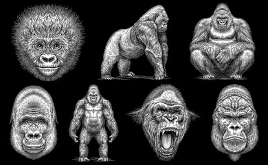 Vintage engraving isolated gorilla set illustration ape ink sketch. Monkey kong background primate silhouette art. Black and white hand drawn image - obrazy, fototapety, plakaty