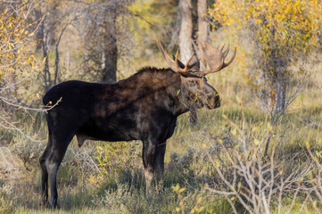 Bull Moose During the fall Rut in Wyoming