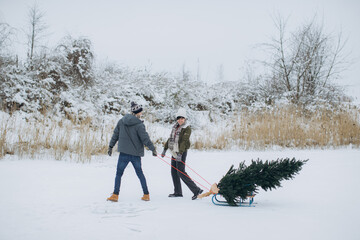 A couple carries a Christmas tree through the winter park on a sleigh. The Christmas concept.