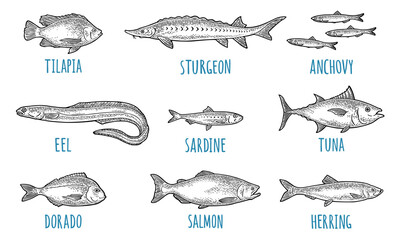 Whole fresh different types of fish. Tilapia, dorado, tuna, salmon, anchovy, eel, sardine, sturgeon, herring. Vector engraving