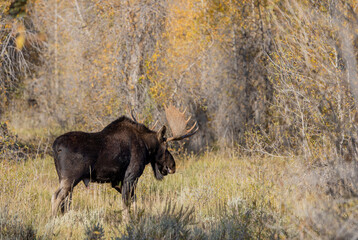 Bull Moose During the fall Rut in Wyoming