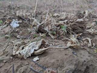 Dry leaves
