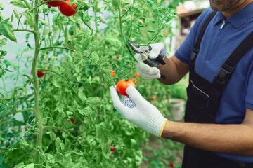 Worker in a small organic greenhouse pruning tomato and taking care of plants.