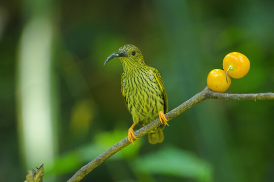 streaked spiderhunter bird with Torch ginger flower birdwatching in the forest