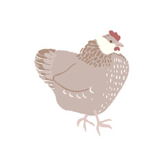 Cute fat chicken with texture on white background. Flat hen hand drawn vector illustration. Easter chicken. Design element.