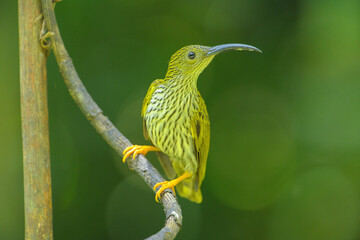 streaked spiderhunter bird with Torch ginger flower birdwatching in the forest