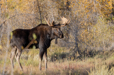 Bull Moose During the fall Rut in Wyoming