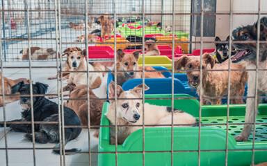 Lonely sad abandoned stray dogs behind the fence at animal shelter. Best human's friends waiting...
