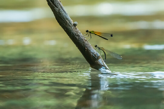 yellow stone damselfly libellago lineata courtship ritual on a wood stick over river stream, natural bokeh background
