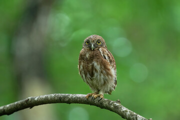 Spotted owlet on branch birdwatching in the forest    