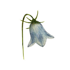 Watercolor blue bluebell isolated on white background.