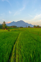 Beautiful morning view indonesia Panorama Landscape paddy fields with beauty color and sky natural...