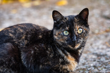 Stray black cat looking at camera on the street of an old Spanish village.