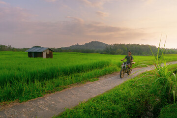 Beautiful morning view indonesia Panorama Landscape paddy fields with beauty color and sky natural light