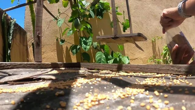 the Purple Doves and the Blue Squirrels love to eat the fruits, seeds and water that I put every day for them, sometimes they come to know and I have good see, I have some plants in the hollow on my s