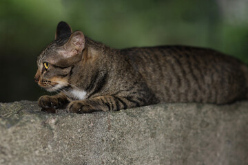 Close up gray cat house is sit down and rest on the old wall near the garden at thailand