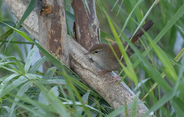 cetti's warbler on the branch always near the pond	