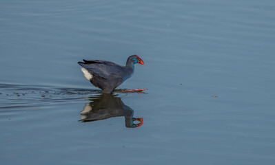 Western Swamphen crossing the lagoon