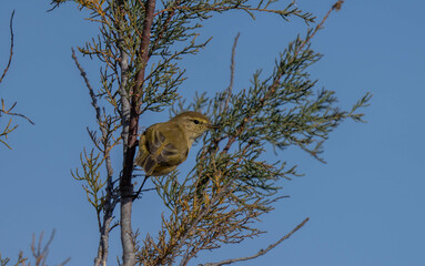 common chiffchaff on the branch	