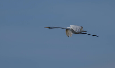 great egret in the ebro river marshes	