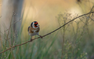 european goldfinch on the branch	