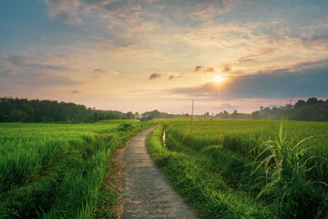 Fototapeta na wymiar Beautiful morning view indonesia Panorama Landscape paddy fields with beauty color and sky natural light