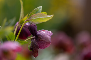 Close-up of a purple Christmas rose (Helleborus niger) with raindrops