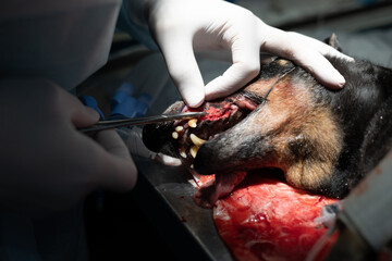 A veterinary surgeon dentist suturing the gum after removing a diseased rotten tooth. A...