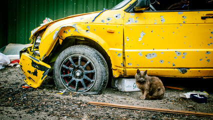 A yellow car shot in Irpen, Ukraine. Russian occupation of the Kyiv region in 2022. The cat sat down next to the shot car.