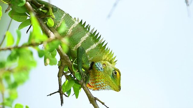 Beautiful Green Forest Lizard