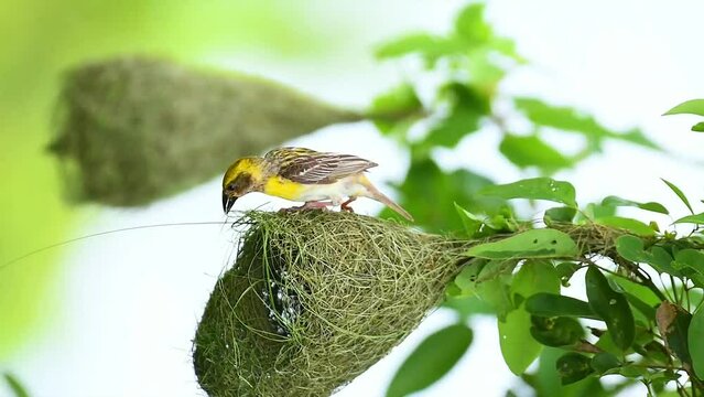 Baya Weaver bird in the nest