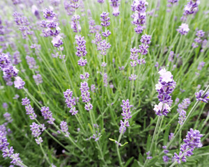 on a green background of grass close up are small light purple lavender flowers. side view. fragrant flowers. calendar poster. background with flowers. nature