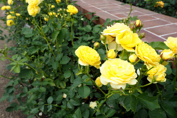 Naklejka na ściany i meble yellow rose bushes in the garden near the house .bouquet. the rose garden. There are many flowers in summer . side view . nature